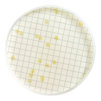 Среда Тотал Каунт 2 мл Tryptone Glucose Extract Broth 50 шт